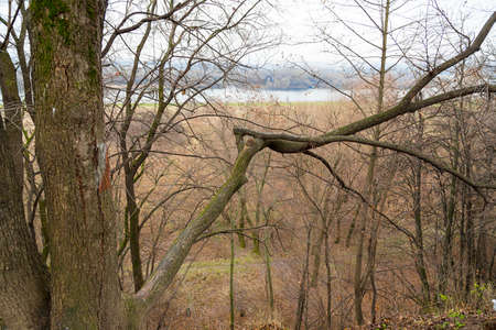 The trees and the hills in the autumn.の写真素材