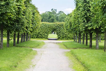 Park alley in the centre of the city.の写真素材