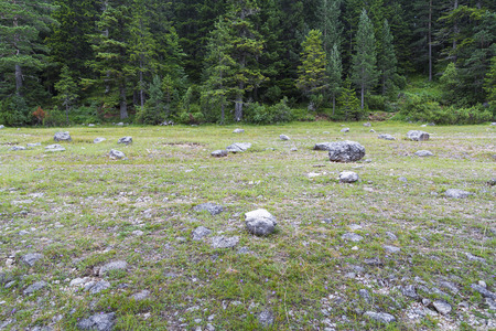 Forest and meadow in Montenegro.の写真素材