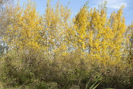 Forest in autumn on a Sunny day.の写真素材