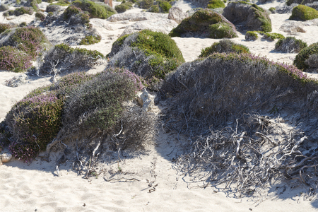 The stones and shrubs on the beach closeup photoの写真素材