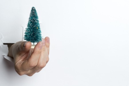small pine tree in female hand isolated on white backgroundの写真素材