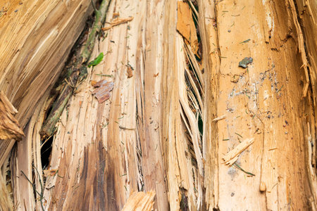 The texture of a fallen tree