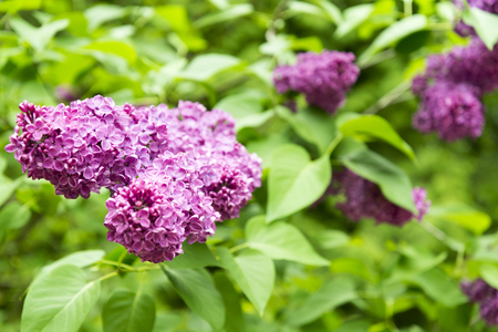 Purple flowers in garden in summer day.の写真素材