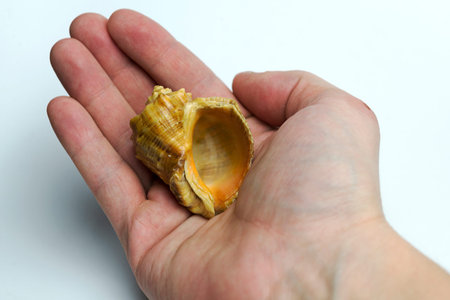 Hand on a white background holding a seashell.