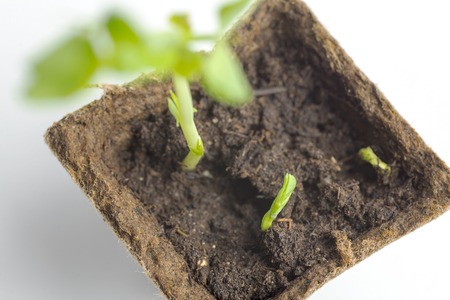 On top of the young plants in a pot on a white background.の写真素材