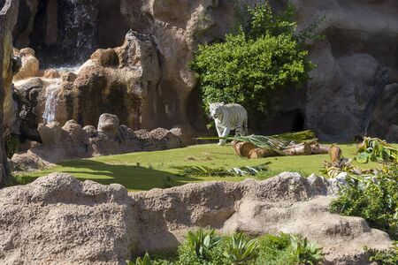 White tiger at the zoo on the island of Tenerife. The concept of entertainment format for the whole family.の写真素材