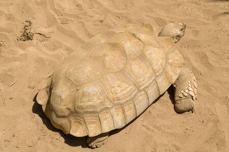 Big turtle on a sandy beach, Tenerife island. Endangered species of turtlesの写真素材