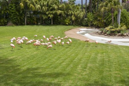 Pink flamingos at the zoo on the island of Tenerife. The concept of entertainment for the whole family.の写真素材