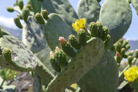 Cactus growing in the mountains on the island of Tenerife. Green cactus on the background of mountains.の写真素材