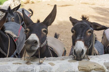 Funny donkeys on the farm, the island of Cyprus. The concept of travel and tourism.の写真素材