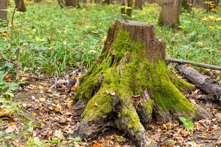 An old stump overgrown with green moss stands in the forest among fallen leaves. The time of year is...