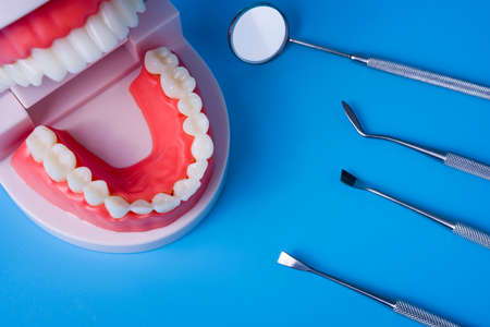 Teeth model with dental tools on blue background. Concept of dentistry and dental health.の写真素材