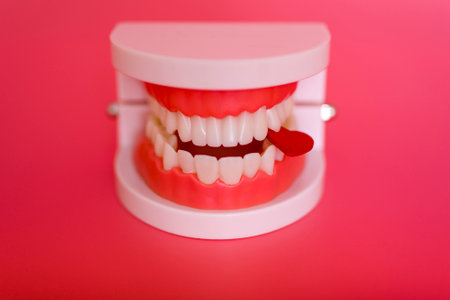 Funny orthodontic dental model and red heart on pink background. Demonstration model of teeth of different types of orthodontic braces or braces. The concept of Valentine's Dayの写真素材