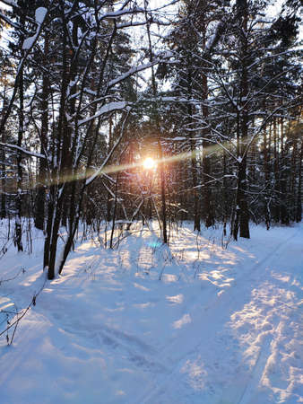 Sunset in snowy winter fir forest. Sun's rays break through the trunks of trees. Cold winter landscapeの写真素材