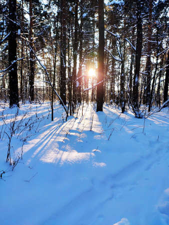 Sunset in snowy winter fir forest. Sun's rays break through the trunks of trees. Cold winter landscapeの写真素材