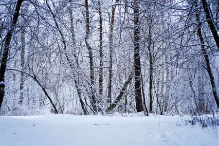 Forest trees nature snow forest backgrounds. Snow is lying on the trees.の写真素材