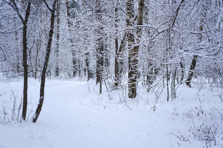 Forest trees nature snow forest backgrounds. Snow is lying on the trees.の写真素材