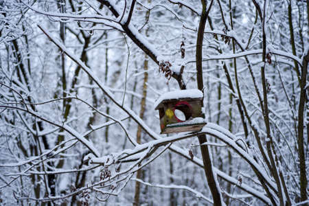 Russia. Bird feeder in the winter snow-covered forest. Feeder on the background of white trees and blue sky.の写真素材