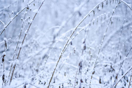 Forest trees nature snow forest backgrounds. Snow is lying on the trees.の写真素材