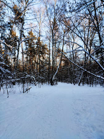 A snow-covered road in the forest before Christmas. A cold winter landscape. The concept of a cold winter.の写真素材