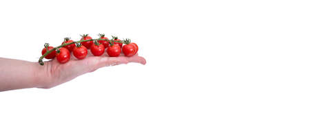 A hand holds a branch of ripe tomatoes on a white background. Vegetables on a white background with a copy of space.の写真素材