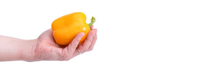 hand holding yellow Bell Pepper isolated on white background. Healthy Bulgarian, yellow pepper.の写真素材