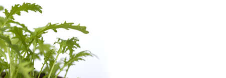 Isolated green grass on white background. Shallow focus depth on front bladesの写真素材