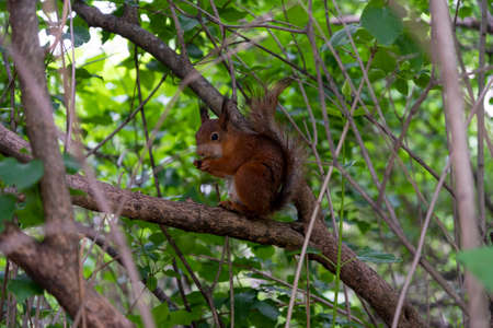 A squirrel on a tree branch in a summer park. The concept of wildlife in a city park.の写真素材