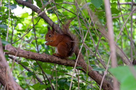 A squirrel on a tree branch in a summer park. The concept of wildlife in a city park.の写真素材