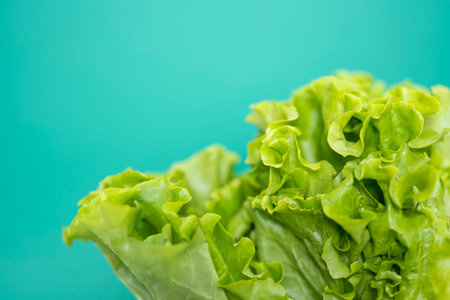 Lettuce leaf on green background with space for text. The concept of healthy and vegan food.の写真素材
