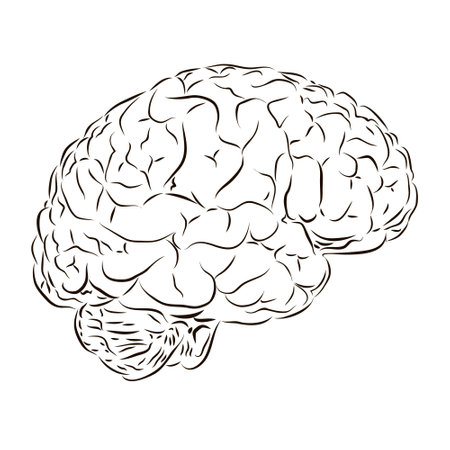Side view of the human brain in black and white. The concept of anatomy.のイラスト素材
