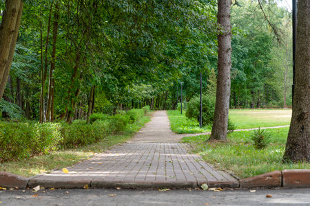 Walking path next to the forest on a summer and sunny day. Outdoor recreation on a sunny day.の写真素材