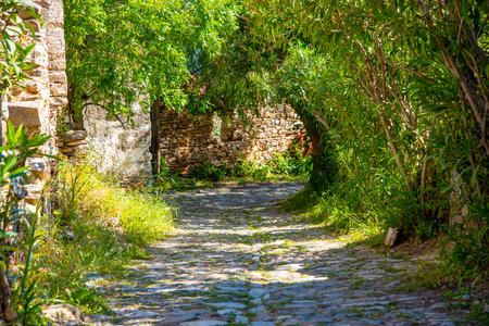 An empty sandy path with rocks in a green forest with lots of trees. tourism and travel.の写真素材