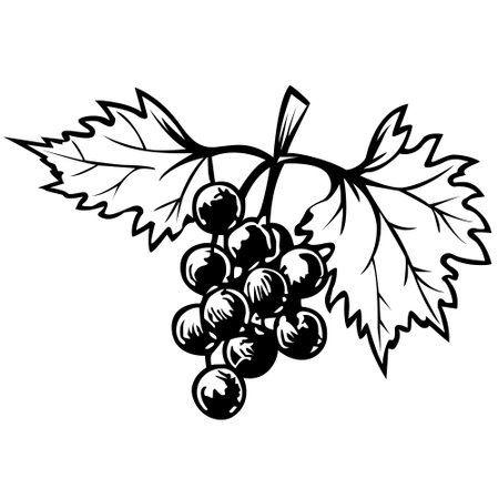 Black silhouette of grapes, branch with grapes. Vector illustration.のイラスト素材