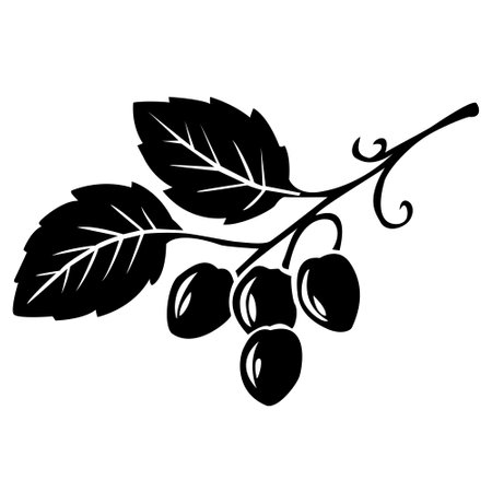 Black silhouette of grapes, branch with grapes. Vector illustration.のイラスト素材