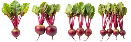 Set of fresh beetroot vegetables isolated on white background, photo of vegetables. The concept of tasty and healthy food.の写真素材