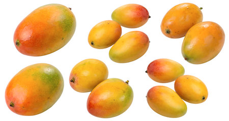 A collection of fresh juicy mango fruits isolated on a white background. The concept of tasty and healthy food.の写真素材