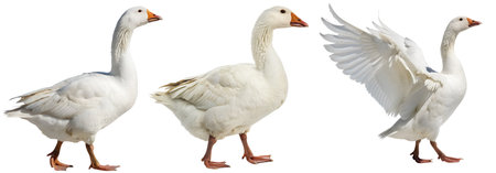 A set of geese on a white background. Animals concept for village.の写真素材