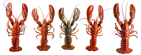 Lobster set on a white background. Tasty seafood and shellfish food concept.の写真素材