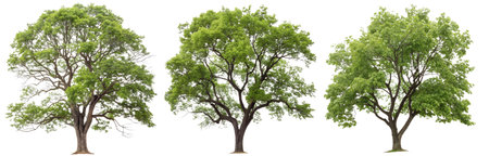 A set of green trees on a white background. Concept of plants, for design.の写真素材