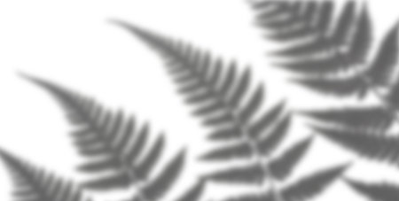 Fern leaves display intricate shapes and textures, casting shadows on a soft white background as...