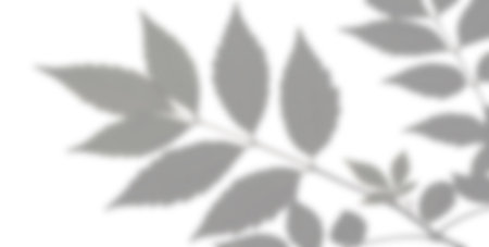 Delicate leaves create intricate shadows on a bright surface, highlighting the beauty of nature. The...