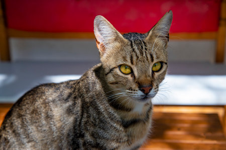 A striped cat with striking yellow eyes sits on wooden flooring, basking in warm sunlight. The backdrop features a vibrant red color, enhancing the serene atmosphere.の写真素材