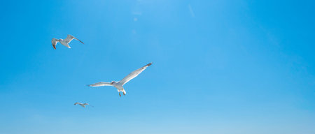 Three seagulls gracefully glide through the bright blue sky, showing their wings. The scene captures...