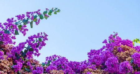 Vibrant clusters of bougainvillea flowers in shades of purple and pink decorate a garden. The clear blue sky serves as a stunning backdrop, highlighting their beauty.の写真素材