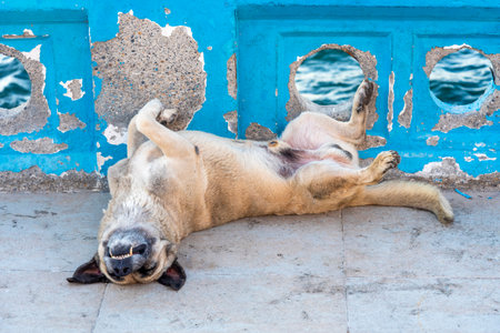 A dog lies comfortably on its back, soaking up the sun near a blue wall with holes showing the ocean. The scene captures the essence of a calm day by the seaside.の写真素材