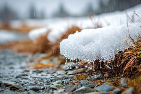 Close view shows melting snow on grass with water droplets dripping down. The setting features rocky ground and signs of winter weather. This scene captures the transition from winter.の素材