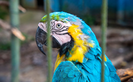 A parrot shows bright blue and yellow feathers while sitting in a cage at a wildlife center. The animal looks to the side, and metal bars are visible in front of it.