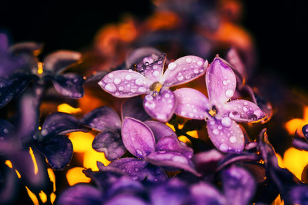 lilac flowers on a dark background  at sunset close-up in drops of dew